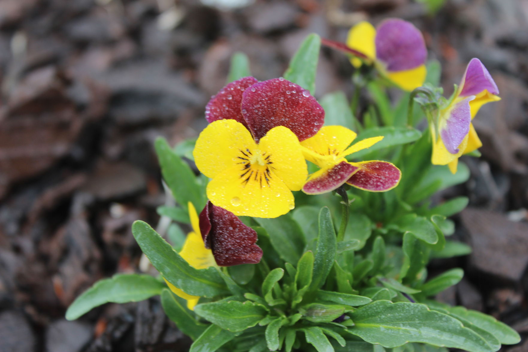 Spring Flowers in Bismarck